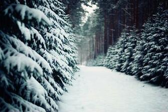 Winter Wood Spruce Fir Trees Pine Path Trail Nature
