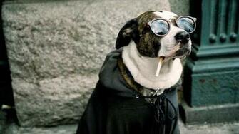 Funny Dog Smoking Cigarette Sun Glasses HD Wallpaper Animal