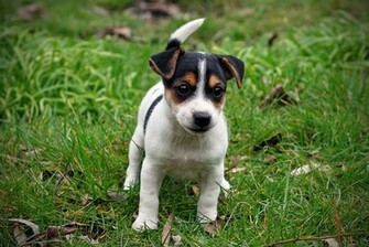 Ducation Du Jack Russell Doit Commencer D S Son Plus Jeune Ge