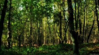 Trees Wallpaper Forest Full HD
