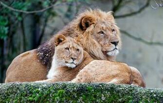 Wallpaper Love Cats Branches Nature Background Stay Stone