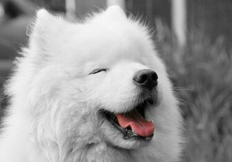 Samoyed Puppies Wallpaper