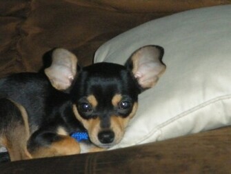 Chihuahua Wallpaper Teddybear64