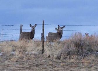 Mule Deer Wallpaper