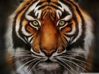 The Tiger Face HD Wallpaper Its Animal
