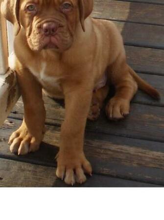 Random French Mastiffs By Mastiff