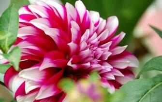 Beach Flowers Wallpaper