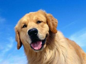 Golden Retriever Wallpaper Cute