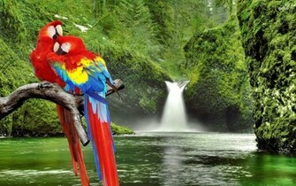 Macaw Bird Daily Background In HD