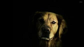 Golden Retriever In The Dark Wallpaper Animal