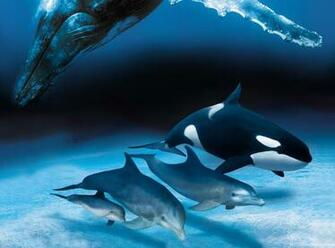 Dolphin HD Wallpaper Gallery Photos