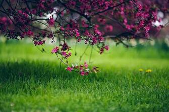 HD Nature Wallpaper Fresh Desktop Image High Definition