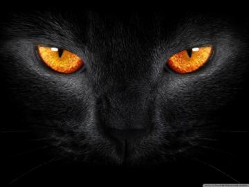 Black Cat Wallpaper