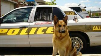 Wallpaper Dog Sheepdog Police Car Laptop