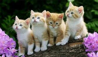 Adorable Animal Wallpaper Naldz Graphics