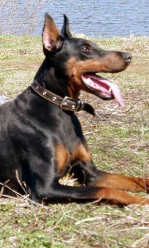 Bigger Doberman Pinscher Wallpaper For Android Screenshot