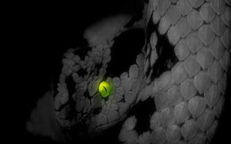 Pics Photos Image Snake Wallpaper And Stock
