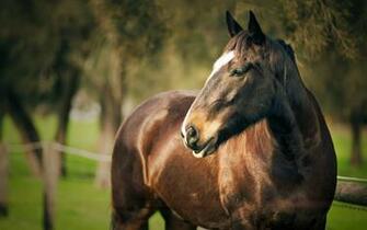 Horse Corral Face Head HD Wallpaper