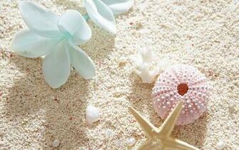 Person Taking Photo Of Pink Sea Corral With Star Fish On White