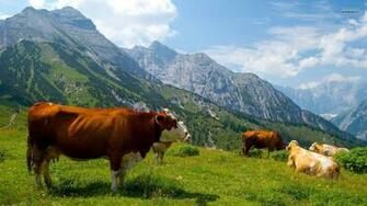 Cow Wallpaper