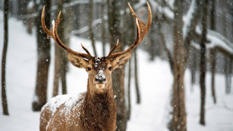 Deer Desktop Wallpaper