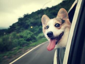 Welsh Corgi HD Wallpaper