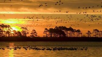 Sunset At Chincoteague Wldlife Refuge Virginia Wallpaper Animals