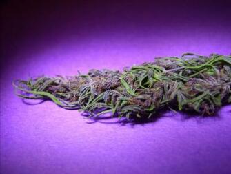 Purple Haze Background