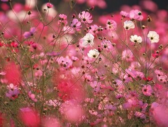 Autumn Flowers Cosmos Flower Field Wallpaper