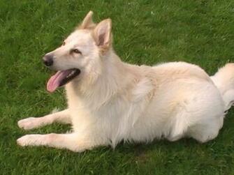 White German Shepherds Shepherd Dog Forums
