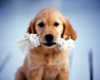 Golden Retriever Puppy Cute HD