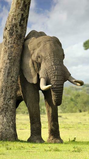 Elephants Rubs 3wallpaper iPhone Les Wallpaper Du Jour