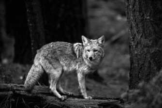 Coyote Wallpaper Desibucket
