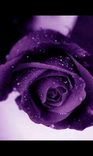 Bigger Purple Rose 3d Live Wallpaper For Android Screenshot