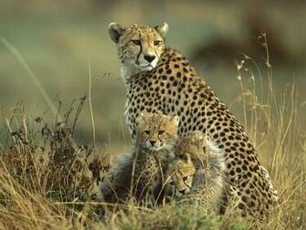 Top Most Beautiful Wildlife Wallpaper