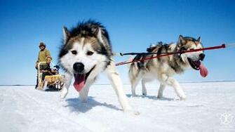 Travail De Malamute D Alaska Huskies Wallpaper