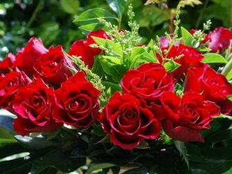 Red Roses Love Wallpaper And Background Seen On Dil Ki Dunya Tk