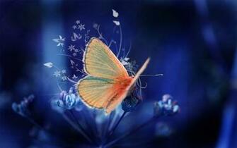 Online Wallpaper For Computer Butterfly HD