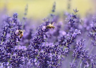Lavender Desktop Wallpaper