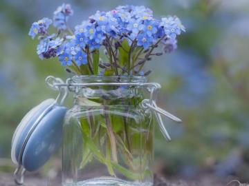Wallpaper Forget Me Not Flowers Little Blue Glass Bottle