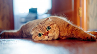 Cat 4k Wallpaper Top Image
