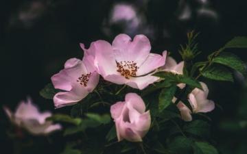 Pink Flower In Tilt Shift Lens Photo Burn Equestrian Centre