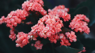 Flowers Pink Bloom Bush Wild Flower 4k Wallpaper