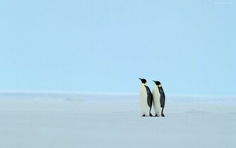 Penguin Wallpaper Widescreen Original Fondos7 Net