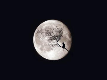 White Moon Wallpaper And Cat Teahub Io