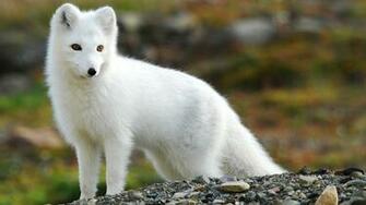 Animal Fox Wallpaper