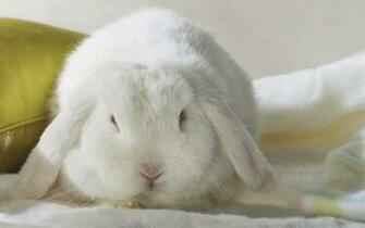 Baby Rabbit