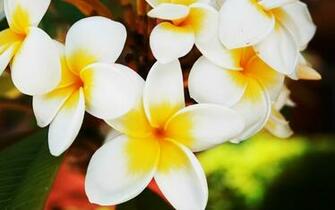 Flowers Wallpaper Photos Hawaiian Flower