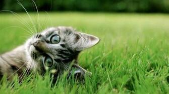 Cat Cute Wallpaper Full HD