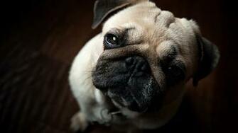 Updated On July By Admin Comments Off Pug HD Wallpaper